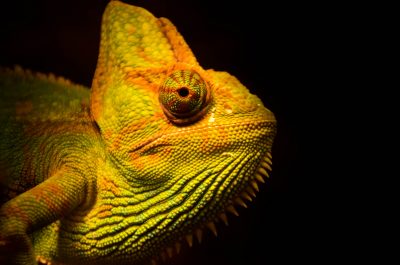 Perché il nome “Chameleon” | Tenet Unique - Blog
